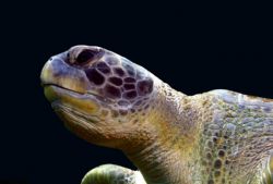 Taken in Jacksonville Florida with a Canon 10D in a UK Ge... by Chris Bacon 